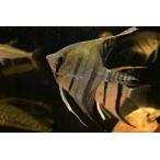 スカラレエンゼルフィッシュ”ブラジ...