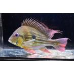 ゲオファーガス・ワインミレリー　”コロンビア”　18cm