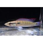 ショッピングラメ ダイヤモンドパイクsp.　”ペルー”　11-12cm程