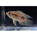 a Caro nia*nasa~pe Roo ~ 7cm±