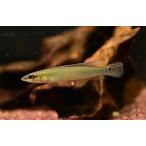 【ペア】クレニキクラ・レガニ　”ブラジル/トカンチンス川”　6.5-7.5cm