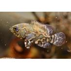 ワイルドオスカー　”ブラジル/サンフランシスコ川”　4.5-5cm