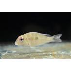 geo мех газ *a Balius ~ Colombia ~ 6-7.5cm степени 