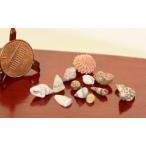 Dollhouse (ドールハウス) Miniature Collection of 12 Sea Shells ドール 人形 フィギュア