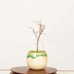  бонсай : дзельква ( дзельква )* на данный момент товар один пункт предмет keyakiZelkova serrata Keyaki bonsai мини бонсай 