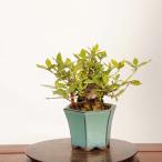  бонсай : реальный ...(.. нет )* на данный момент товар один пункт предмет гардения Minarikuchinashi bonsai мини бонсай 