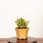  бонсай : реальный ...(.. нет )* на данный момент товар один пункт предмет гардения Minarikuchinashi bonsai мини бонсай 