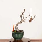  бонсай : айва китайская ( Karin )* на данный момент товар один пункт предмет айва китайская Pseudocydonia sinensis Karin bonsai мини бонсай 