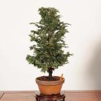  бонсай : Цу гора .(.. .) на данный момент товар * кипарис hinoki bonsai средний товар бонсай 