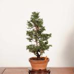  бонсай : Цу гора .(.. .) на данный момент товар * кипарис hinoki bonsai средний товар бонсай 