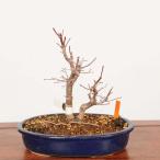  бонсай :.... лист ( думаю ...) на данный момент товар * один пункт предмет клен momijiMomiji bonsai средний товар бонсай 