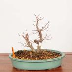  бонсай :.... лист ( думаю ...) на данный момент товар * один пункт предмет клен momijiMomiji bonsai средний товар бонсай 