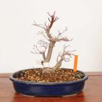  бонсай :.... лист ( думаю ...) на данный момент товар * один пункт предмет клен momijiMomiji bonsai средний товар бонсай 