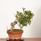  бонсай : реальный ...* на данный момент товар один пункт предмет .. нет гардения Minarikuchinashi bonsai средний товар бонсай 