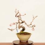 盆栽：十月桜  *現品 さくら　サク