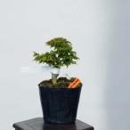 盆栽素材苗：獅子頭紅葉　現品　*もみじ　モミジ　Acer momiji bonsai  小品盆栽