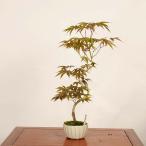盆栽 ：紅葉(京の舞)　現品*もみじ　モミジ　Momiji bonsai 中…