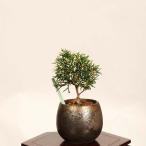 盆栽：斑入り真柏*現品一点物しんぱ...