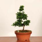  бонсай : Цу гора .(.. .) на данный момент товар * один пункт предмет кипарис hinoki bonsai средний товар бонсай 