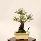  бонсай :. сосна * на данный момент товар один пункт предмет .....ni type matsunisikimatsu bonsai shohin bonsai 
