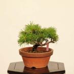 盆栽：実生五葉松*現品 一点物 ごよ