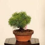 盆栽：実生五葉松*現品一点物ごよう...