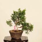  бонсай : нить рыба река подлинный Kashiwa на данный момент товар *....sin Park Sabina chinesis Shinpaku bonsai shohin bonsai 