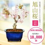 父の日ギフト2025にも 桜盆栽:一才桜(瀬戸焼鉢)*(2025年開花終了) さくら あすつく お花見 誕生日 祝 旭山桜 春 ギフト gift プレゼント bonsai