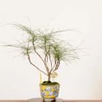  бонсай :. нить юг небо ( синий .. нить )* на данный момент товар один пункт предмет .... наан тонн nanten bonsai shohin bonsai 