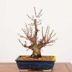  бонсай : белый слива (. ...) зима . на данный момент товар *..umePrunus mume Hakubai bonsai средний товар бонсай 