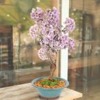  бонсай :. dono место Sakura ( Banko ... зеленый горшок )* мох имеется (2026 год весна цветение предположительно ) Sakura . цветок видеть день рождения праздник asahi гора Sakura подарок gift bonsai