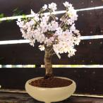 桜盆栽：特選吉野桜(大)（よしのさくら）（染井吉野）*(瀬戸焼白鉢)（2022年春開花予定）bonsai