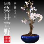 桜盆栽：特選染井吉野桜　瀬戸焼青鉢*（2023年春開花予定） bonsai