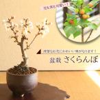  shohin bonsai : вишня /sa Clan bo Sakura персик ( Shigaraki . маленькая миска )*<2026 год весна цветение > цветок . реальный . симпатичный bonsai