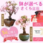 母の日ギフト 2024 桜盆栽：母の日開花桜(瀬戸焼変形鉢)*ラッピング付です プレゼントgift 鉢植え鉢花 花 さくらお花見ごbonsaiご予約受付中　