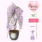 ショッピング花 母の日ギフト 2024盆栽：母の日開花一才藤（萬古焼雪深鉢）*フジふじプレゼント鉢植え鉢花bonsai