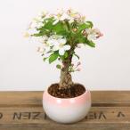 小品盆栽:姫りんごちゃん*(瀬戸焼鉢)鉢植え 実 花 ギフト gift 誕生日祝 御祝 プレゼントにもbonsai