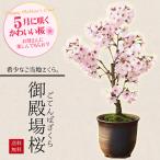 まだ間に合う　母の日ギフト 2024桜盆栽　母の日開花：御殿場桜 *プレゼント花 さくら  鉢植え 鉢花  お花見bonsai