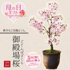 母の日ギフト 2024桜盆栽　母の日開