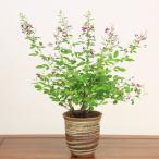 ミニ盆栽：屋久島萩(萬古焼深鉢)*(開花終了)はぎハギ秋鉢植え 鉢花 祝い ギフト gift 誕生日祝 御祝 にもbonsai