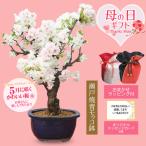 まだ間に合う 母の日ギフト 2024桜盆栽：母の日八重咲桜(瀬戸焼青モッコ鉢)*ラッピング付sakuraサクラさくら盆栽　bonsai