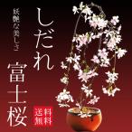  Sakura бонсай :... Fuji Sakura ( Shigaraki . оранжевый горшок ) *&lt;2026 год весна цветение предположительно > сакура шидаре Sakura Sakura bonsai