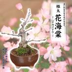 盆栽：極太花かいどう*(祥石(二代目)茶