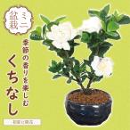 小品盆栽：梔子（青変形鉢）*（2023