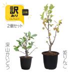 &lt; ограниченное количество изначальный .. есть перевод &gt;. мука . пара рассада комплект :. яблоко & глубокий гора Kaido *( чёрный пластик горшок ) рассада оригинал растение в горшке в подарок .bonsai