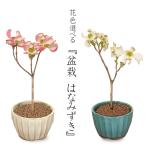 ミニ盆栽：ハナミズキ*（国産菊型