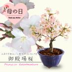 まだ間に合う母の日ギフト 2025 桜盆栽:母の日御殿場桜(国産輪花藍色鉢)*プレゼントgift 鉢植え鉢花 花 さくらお花見ごbonsaiご予約受付中