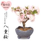 母の日ギフト 2024 桜盆栽：母の日八