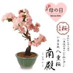 母の日ギフト 2024 　桜盆栽：八重桜