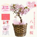 母の日ギフト2025 桜:母の日八重桜 バスケット付*鉢花 鉢植え さくらサクラbonsai